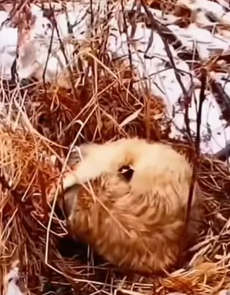 T0211049 two poor stray dogs part2