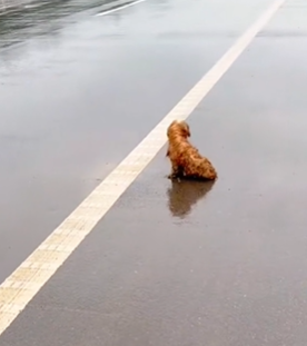 T1411008 cute animals..!#animals #dog #cute #lovedogs part2