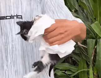 T0211002 Poor kitten rescue save kitten cat animals love fyp forypupage part2