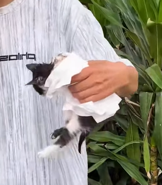 T0211002 Poor kitten rescue save kitten cat animals love fyp forypupage part2