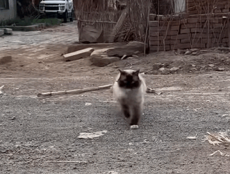 T0211031 The abandoned Ragdoll cat cat catsoftiktok rescuecat rescueanimals part2