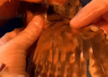 T0211005 Rescued a bird part2