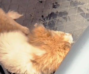 T1411003 Everyone should protect take care of animals around us part2