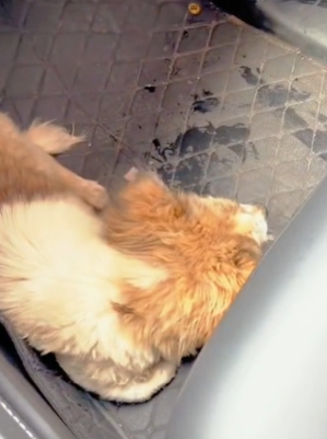 T1411003 Everyone should protect take care of animals around us part2