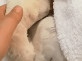 T0211046 The woman rescued poor goose from dogs attack animal animalsoftiktok part2