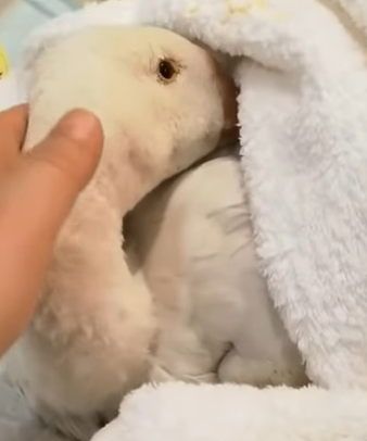 T0211046 The woman rescued poor goose from dogs attack animal animalsoftiktok part2