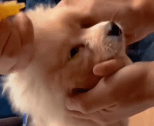 T1411001 cute animals #animals #dog #cute part2