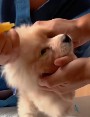 T1411001 cute animals #animals #dog #cute part2