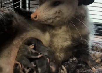 T0211006 Rescued a weak opossum and then animals animalsoftiktok rescueanim part2