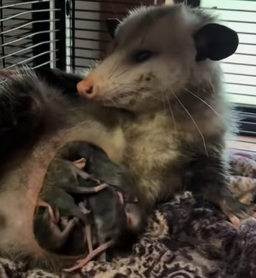 T0211006 Rescued a weak opossum and then animals animalsoftiktok rescueanim part2