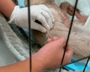 T1411004 Let protect love animals because they are so cute…! #animals part2