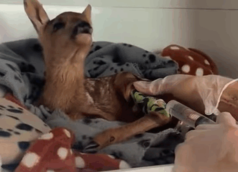 T0211001 never thought would sleep with baby deer but from today it wil part2