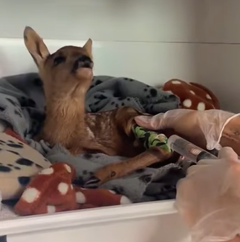 T0211001 never thought would sleep with baby deer but from today it wil part2