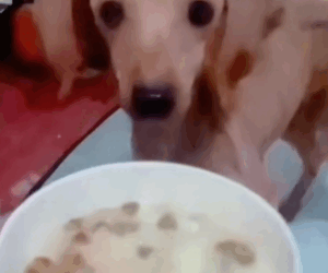 T1411002 Cute animals. Let protect care animals around us part2