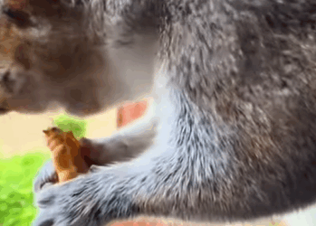 T0211017 I rescued and adopted a squirrel that had a broken branch in its eye part2