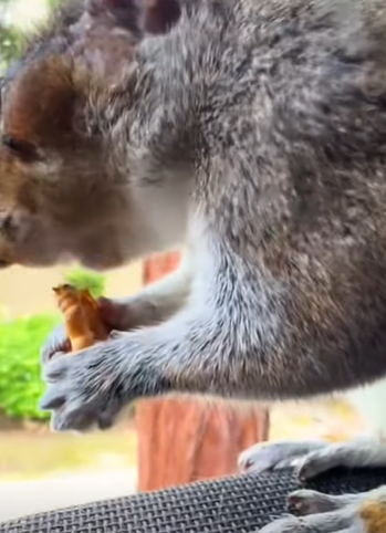 T0211017 I rescued and adopted a squirrel that had a broken branch in its eye part2