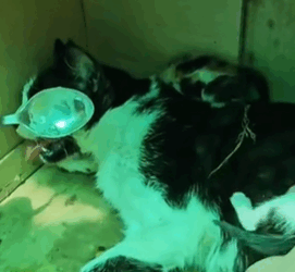 T1711005 Rescue homeless cat#animals #rescue #rescueanimals #rescuecat #cat part2