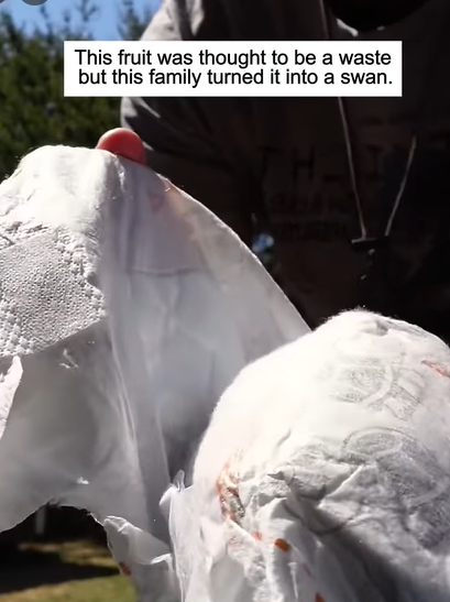 T0211012 This fruit was thought to be a waste but this family turned it into part2