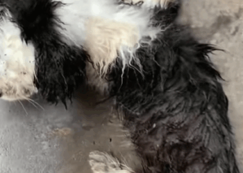 T0211040 The poor dog wandered so hungry and cold that his legs were numb part2