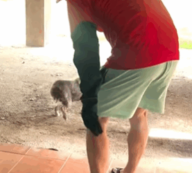 T1411028 Who knew angry little gremlin would be same one wiggling part2