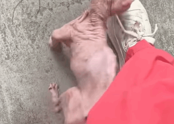 T0211022 Rescue poor kitten and then rescue animals fyp cat cats catso part2