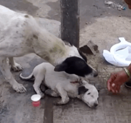 T1411032 toyching story when mother dog begs passerby to save her baby part2