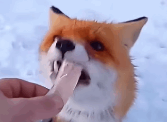 T0211043 The story of a poor fox who was lucky enough to be helped by a family part2