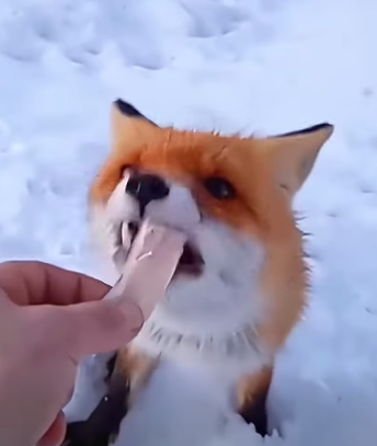 T0211043 The story of a poor fox who was lucky enough to be helped by a family part2