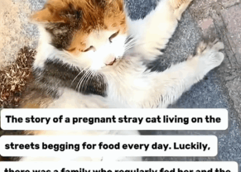 T0211044 The story of pregnant stray cat begging for food that was fed part2