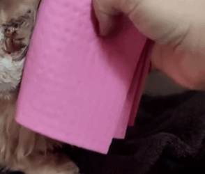 T1411029 She took poor cat to savety help. #cat #catsoftiktok #rescue part2