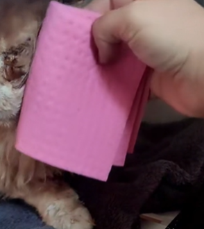 T1411029 She took poor cat to savety help. #cat #catsoftiktok #rescue part2