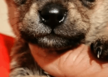 T0211042 The poor puppy and his lucky recovery part2