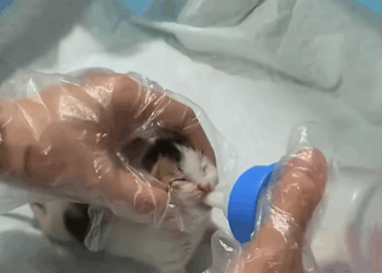 T0211038 The mother cat was holding kitten in her mouth and looking at me part2