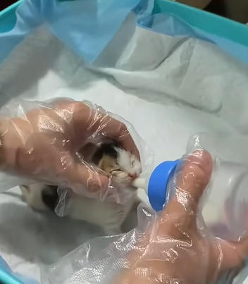 T0211038 The mother cat was holding kitten in her mouth and looking at me part2