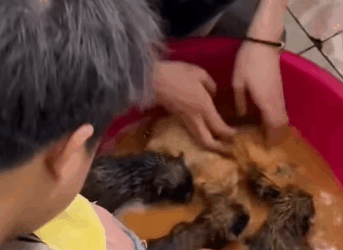 T0211020 Rescue dog rescue animals adoptdontshop petlover dog cutedog part2