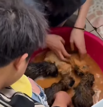 T0211020 Rescue dog rescue animals adoptdontshop petlover dog cutedog part2