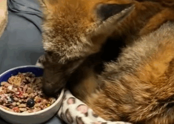 T0211009 saw fox with jar stuck on its head and then part2