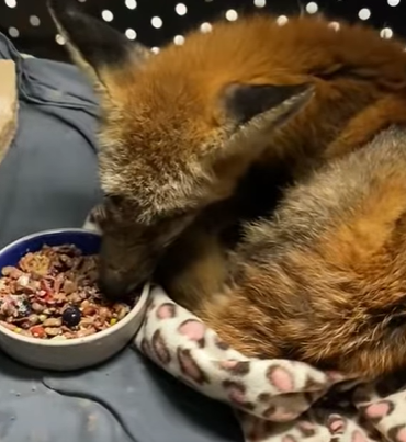 T0211009 saw fox with jar stuck on its head and then part2