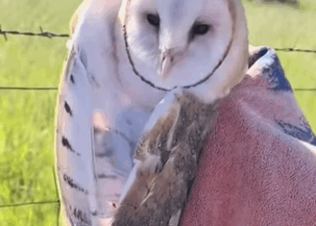 T0211004 Rescue barn owl part2