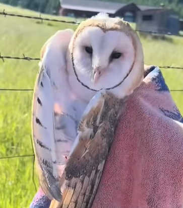 T0211004 Rescue barn owl part2