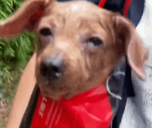 T1711012 distance, spotted stray dog crawling on ground #dog part2