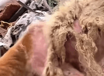 T1011030 #dog #dogsoftiktok #doglover #dogvideos part2