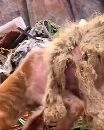 T1011030 #dog #dogsoftiktok #doglover #dogvideos part2