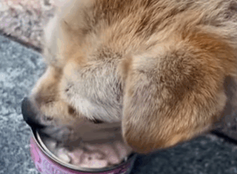 T0211025 Rescue stray dogs rescue cute helpanimals love rescueanimals part2