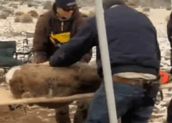 T0211019 Rescue deer part2