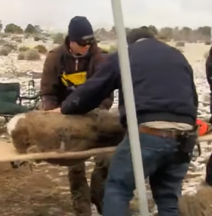 T0211019 Rescue deer part2