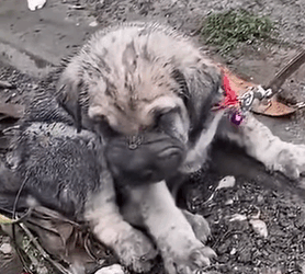 T0211003 Puppy Abandoned foryou animal dog puppy abandoned rescue neipe part2