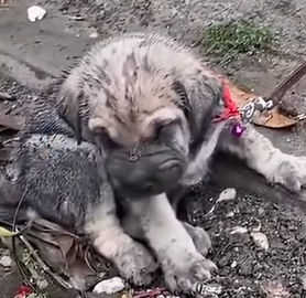 T0211003 Puppy Abandoned foryou animal dog puppy abandoned rescue neipe part2