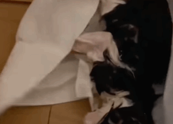 T0211029 stray cat was helped and adopted by family part2