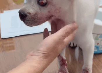 T0211026 Rescue stray dogs rescue cute helpanimals love rescueanimals part2